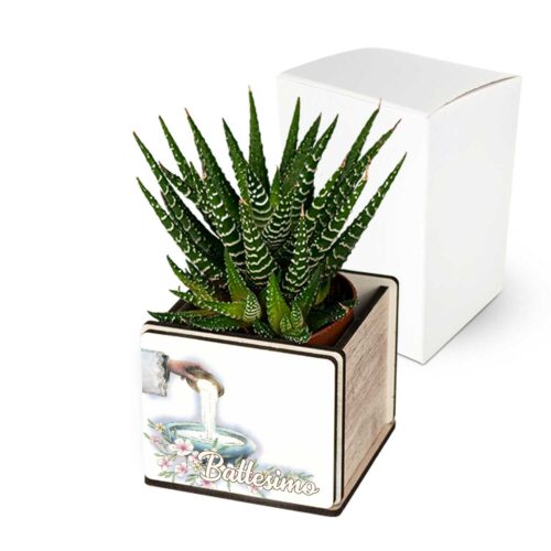 bomboniera Piantina grassa Battesimo per Bimbo e Bimba con base Personalizzabile